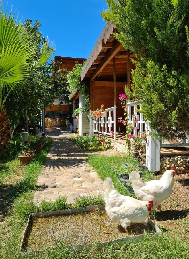 Apartament Flora Pansiyon Cirali Kemer Zewnętrze zdjęcie